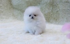 teacup pomeranian puppies for sale