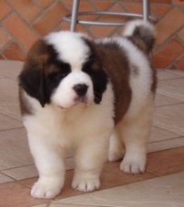 Stunning Saint Bernard Puppies