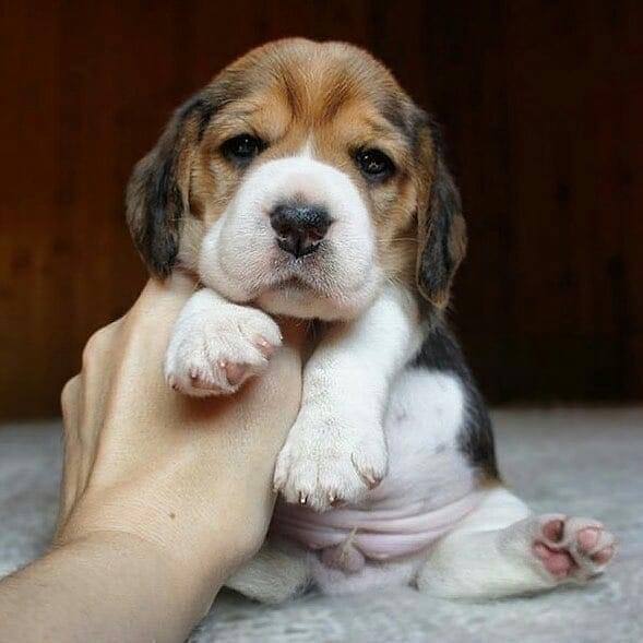 Beautiful Beagle Puppies For Sale