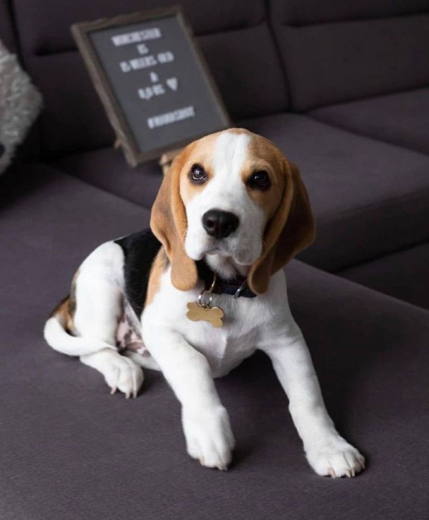 Adorable Beagle Puppies For Sale