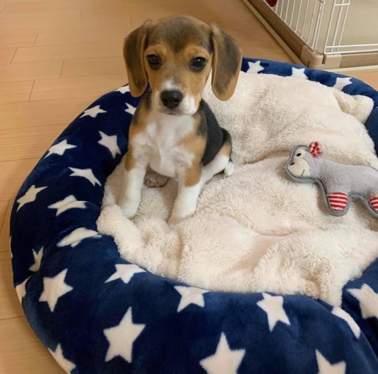 Cute Beagle Puppies For Sale