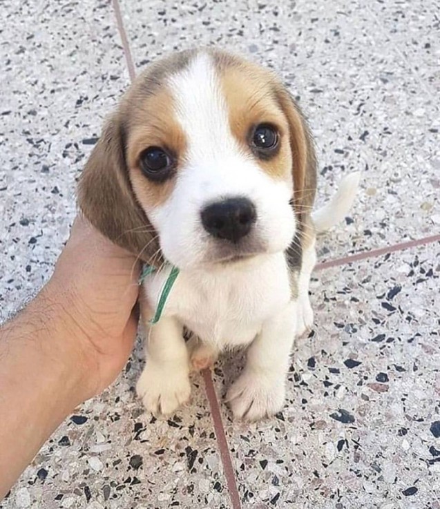 Charming Beagle Puppies For Sale