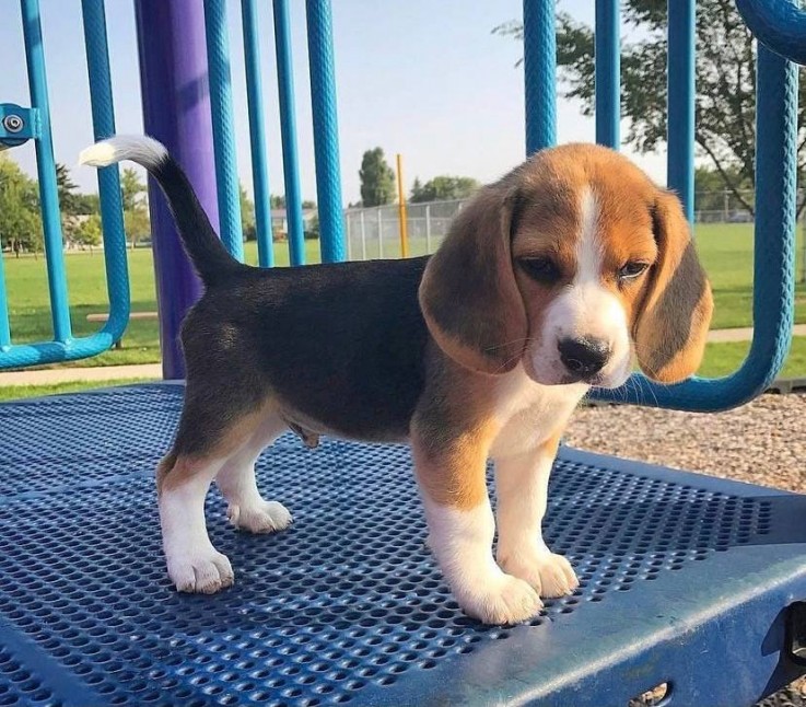 Gorgeous Beagle Puppies For Sale