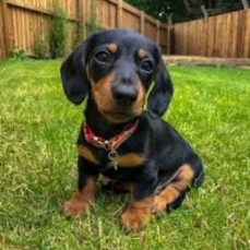 Dachshund puppies for sale