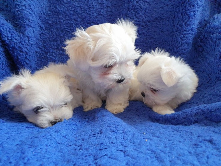 Smart Maltese Puppies for Sale