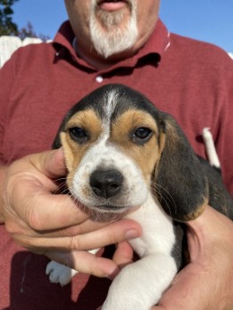 Gorgeous Beagle Puppies For Sale