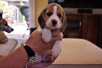 Playful Beagle Puppies