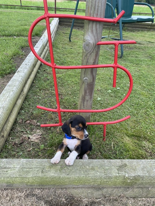 Gorgeous Beagle Puppies For Sale