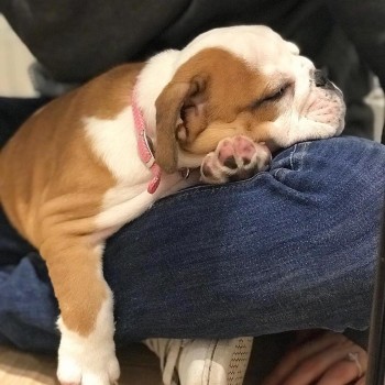 Adorable English Bulldog For Sale