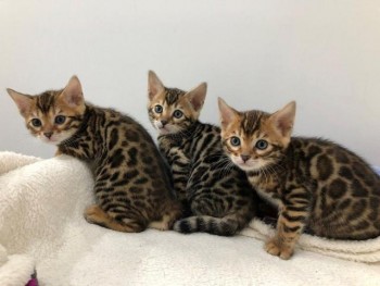 Sphynx and Bengal  kittens available for