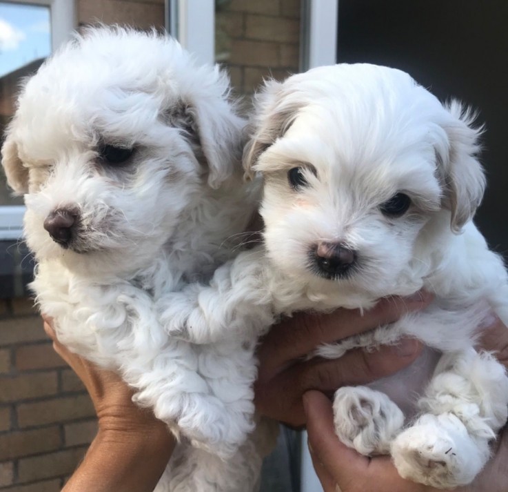 Smart Maltese Puppies for Sale