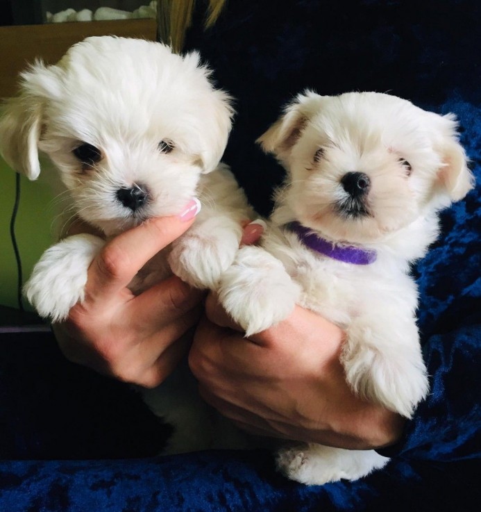 Smart Maltese Puppies for Sale