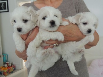 Smart Maltese Puppies for Sale