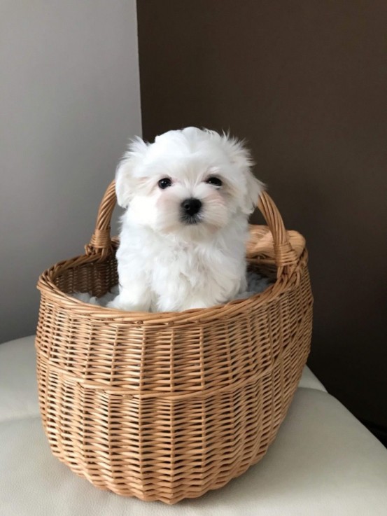 Smart Maltese Puppies for Sale