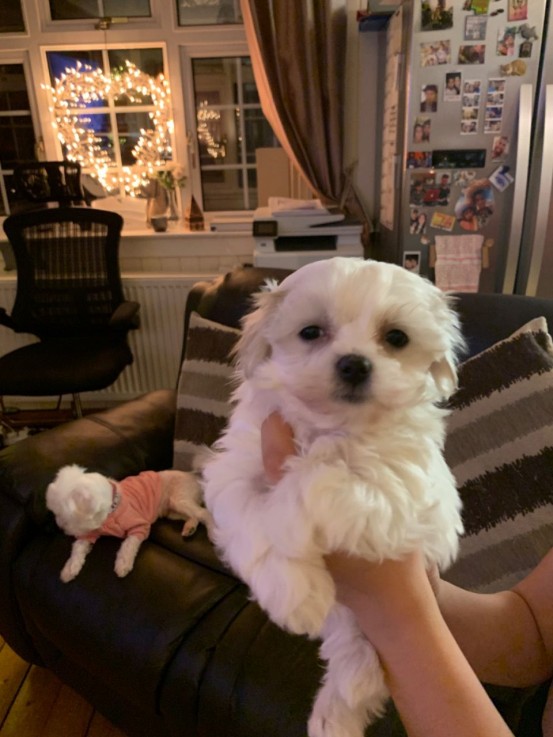 Smart Maltese Puppies for Sale