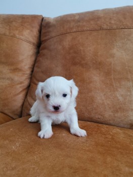 Smart Maltese Puppies for Sale