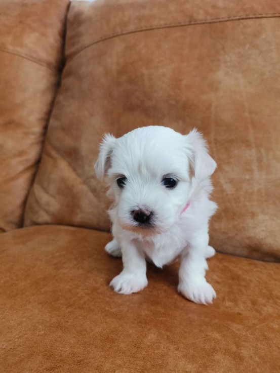 Smart Maltese Puppies for Sale