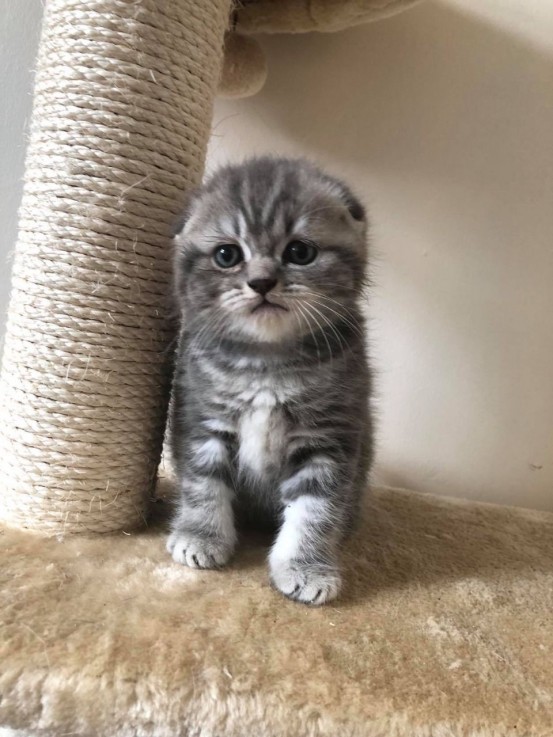 Scottish Fold  kittens - Excellent Blood