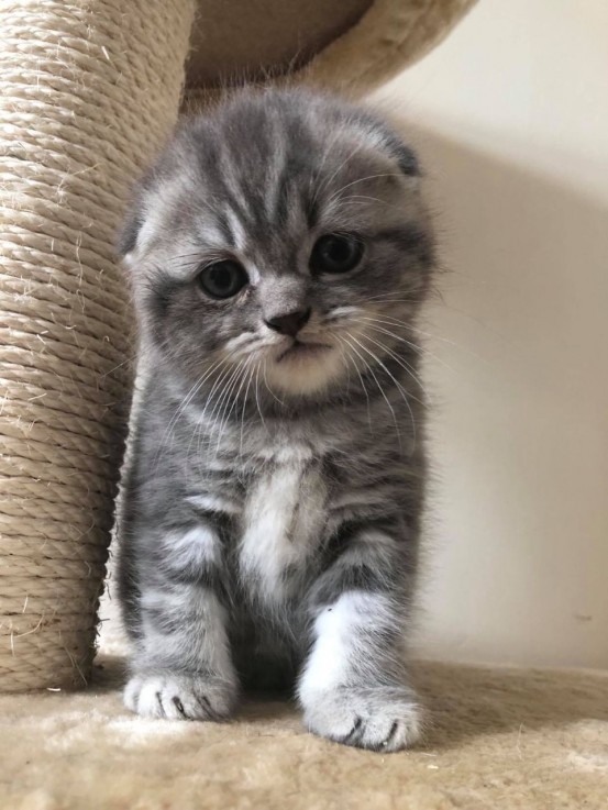 Scottish Fold  kittens - Excellent Blood