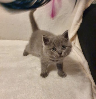 Scottish Fold  kittens - Excellent Blood