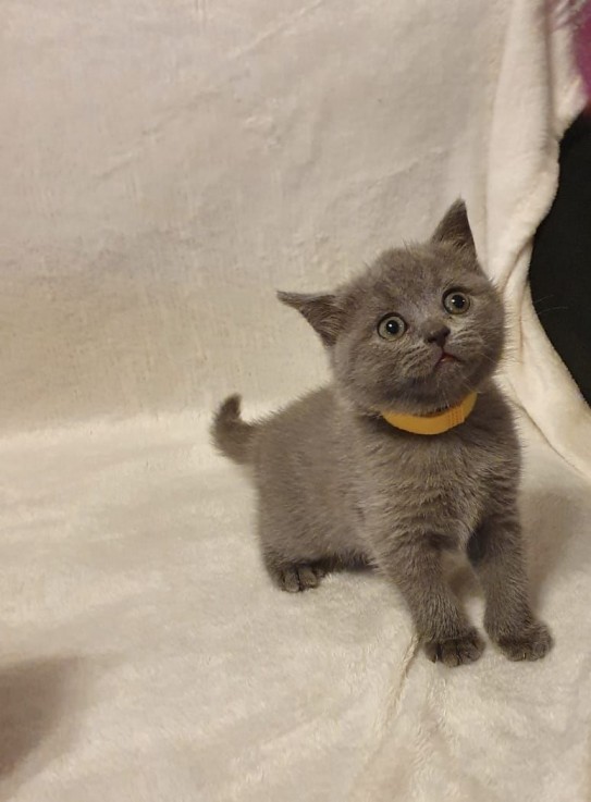 Scottish Fold  kittens - Excellent Blood