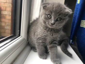 Scottish Fold  kittens - Excellent Blood