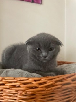 Scottish Fold  kittens - Excellent Blood