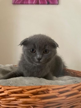 Scottish Fold  kittens - Excellent Blood