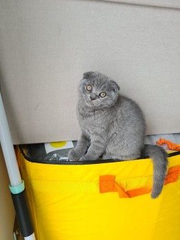 Scottish Fold  kittens - Excellent Blood