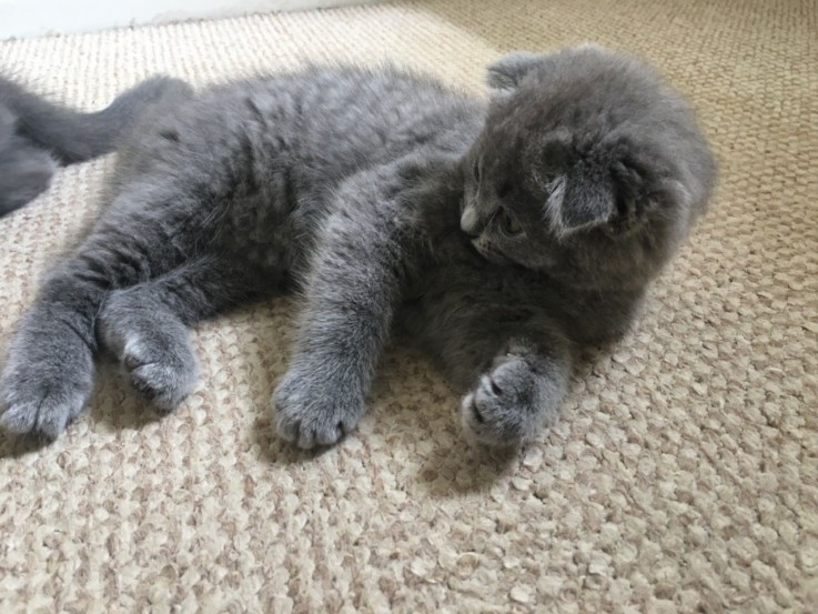 Scottish Fold  kittens - Excellent Blood