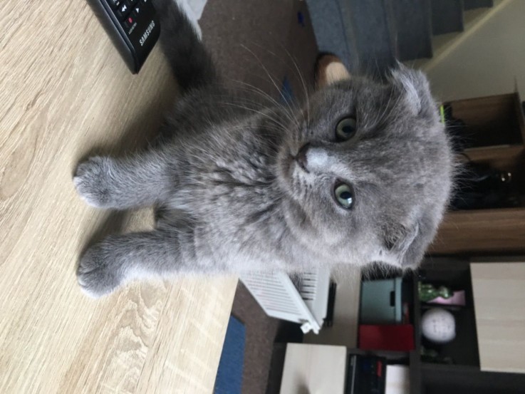 Scottish Fold  kittens - Excellent Blood