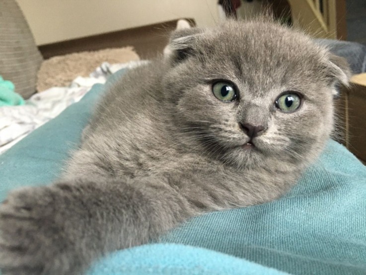 Scottish Fold  kittens - Excellent Blood