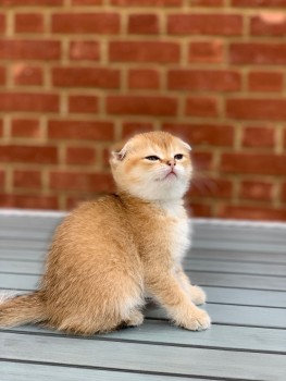 Scottish Fold  kittens - Excellent Blood