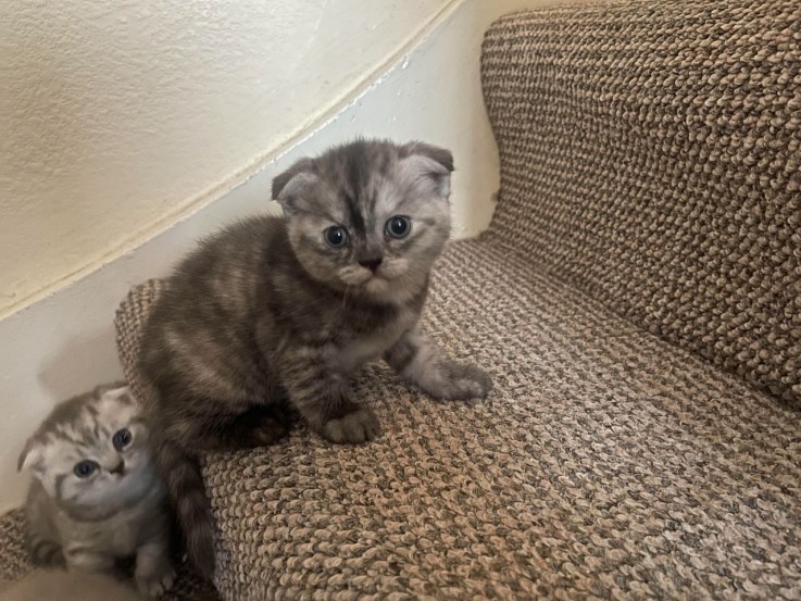 Scottish Fold  kittens - Excellent Blood