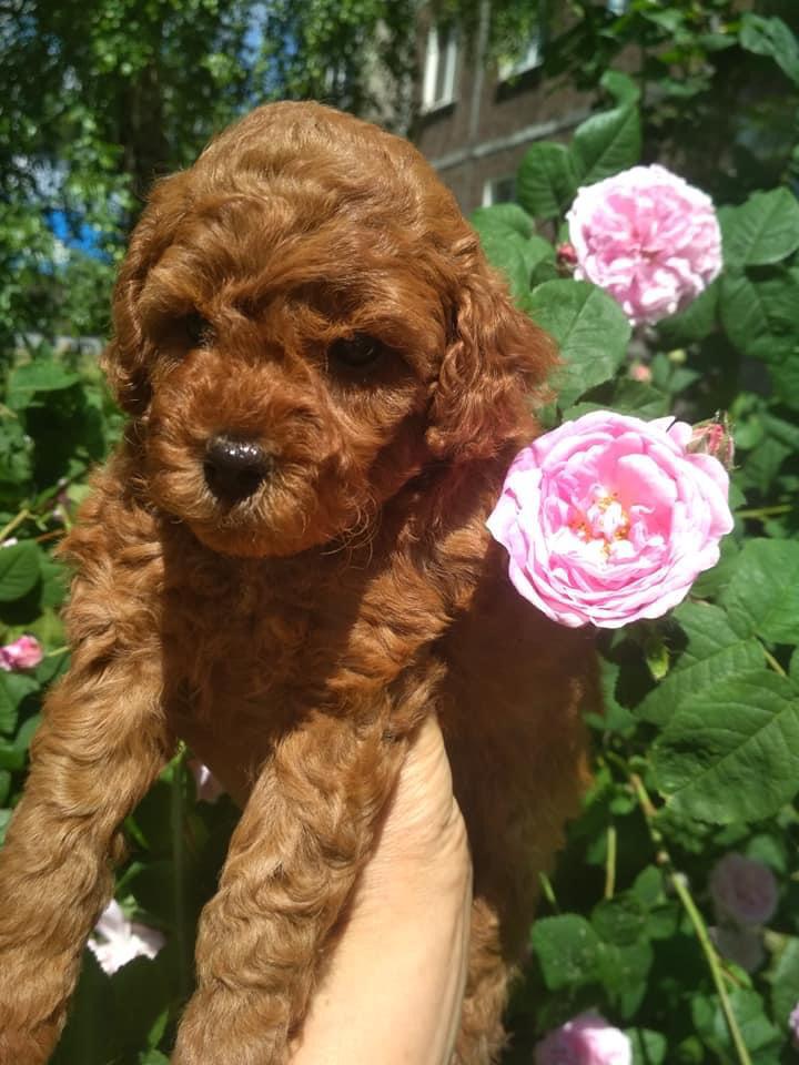 Toy Poodle puppies for sale 