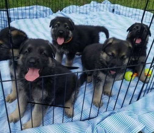 German Shepherd Puppies