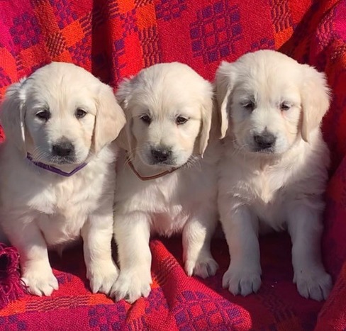 Golden Retriever Puppies