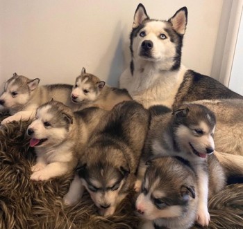 Husky puppies