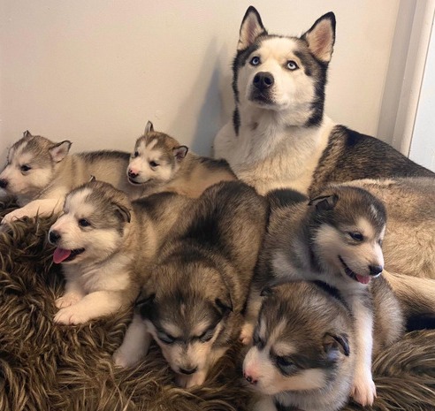 Husky puppies