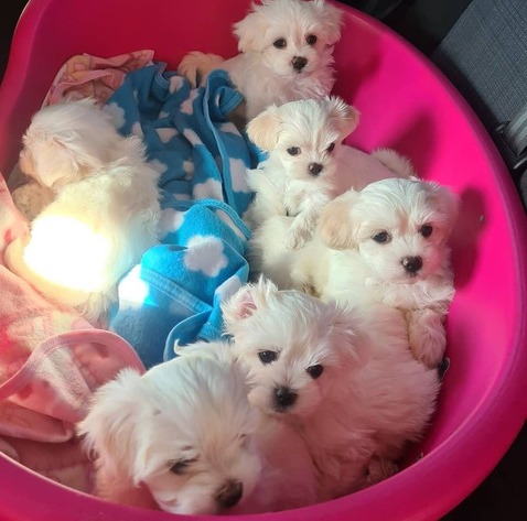 Maltese puppies