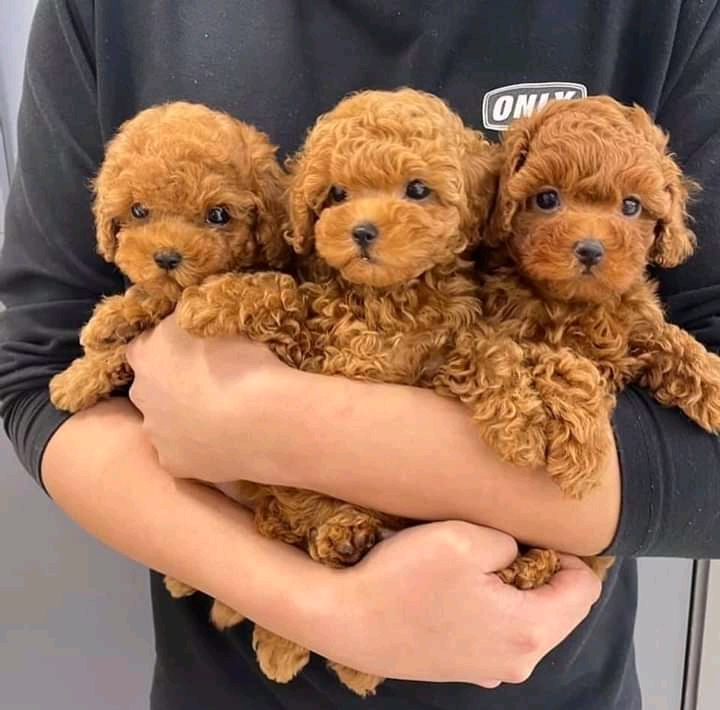 Awesome Toy poodle 