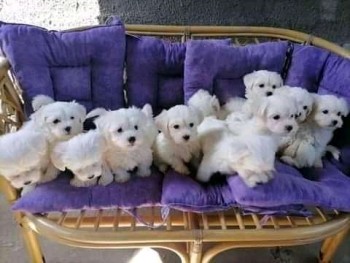 Two Teacup Maltese Puppies Needs a New F