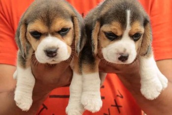 Smart Beagle puppies available 