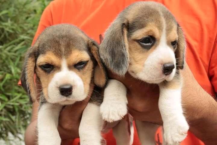 Smart Beagle puppies available 