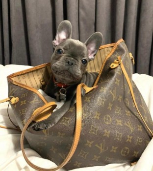 French bulldog available 