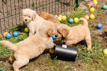 Good looking Golden Retriever puppies fo