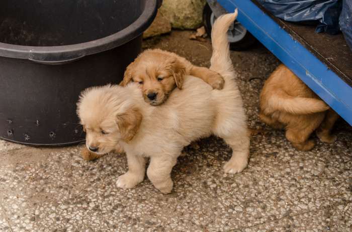 Good looking Golden Retriever puppies fo