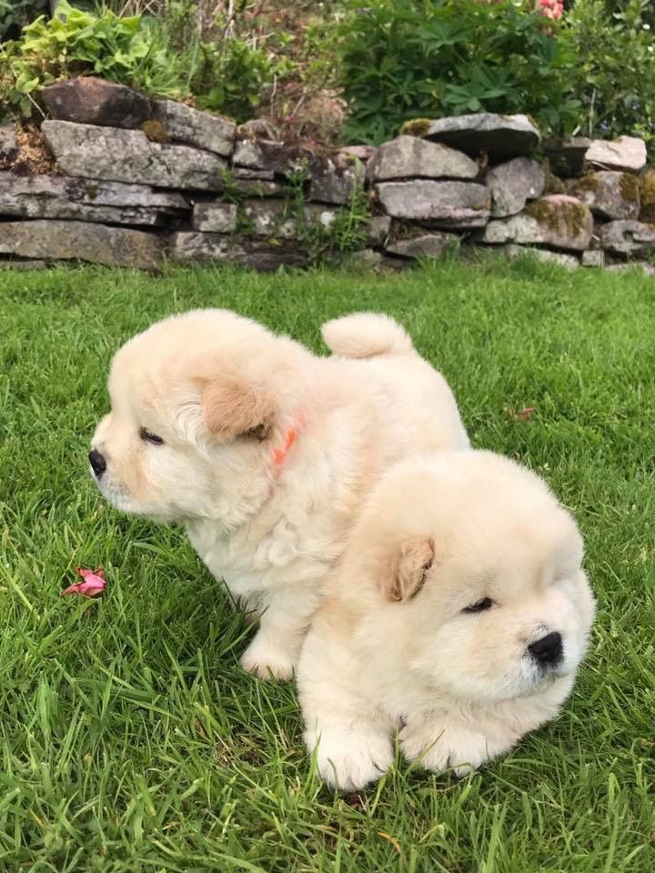 Affordable chow chow puppies for sale