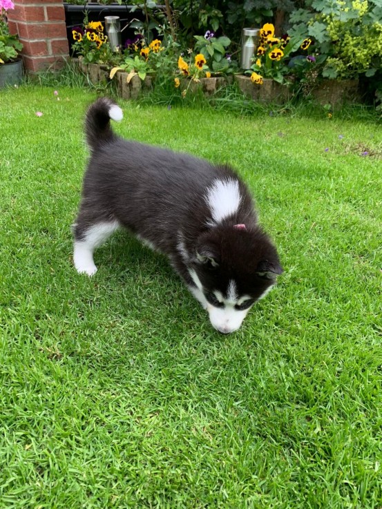 Adorable male and female Siberian Husky 