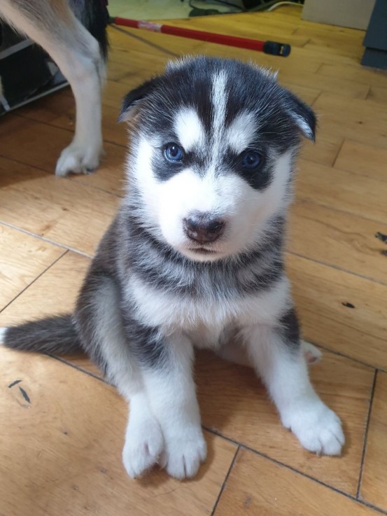 Adorable male and female Siberian Husky 